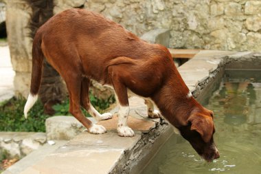 kırmızımsı kahverengi köpek, çeşmeden su içiyor.