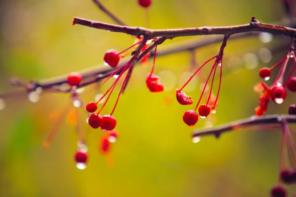 Branches d'automne — Photo