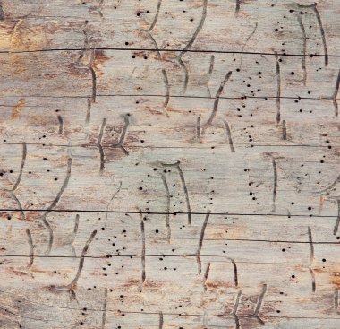 Seamless wooden texture clipart