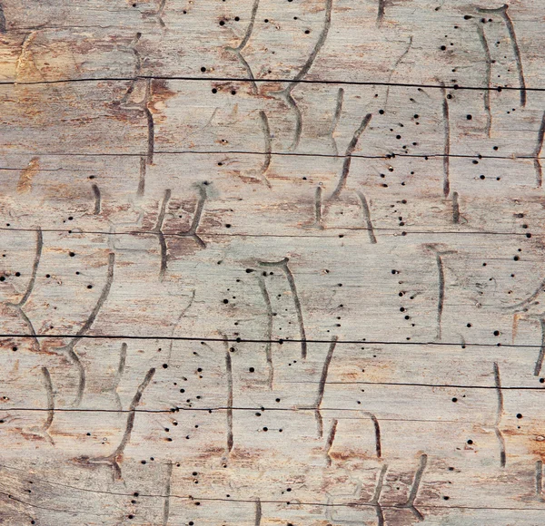 Безшовні дерев'яні текстури — стокове фото