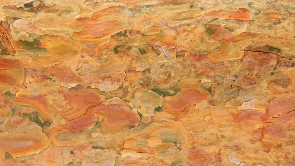 Textura de latido de um pinheiro — Fotografia de Stock