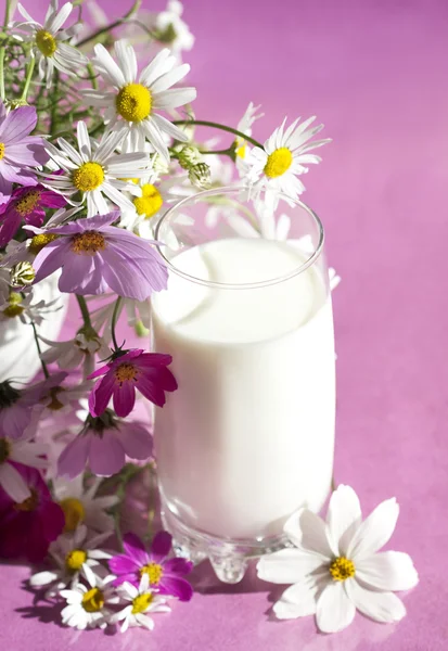 Chamomile and milk in a glass — Stock Photo, Image
