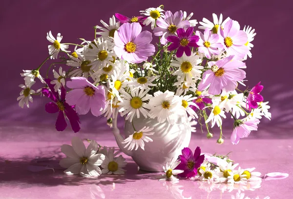 Natura morta con fiori kosmeya — Foto Stock