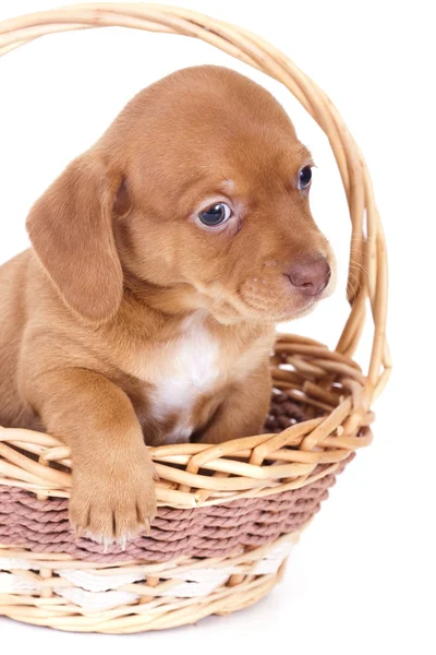 ダックスフント puppi — ストック写真
