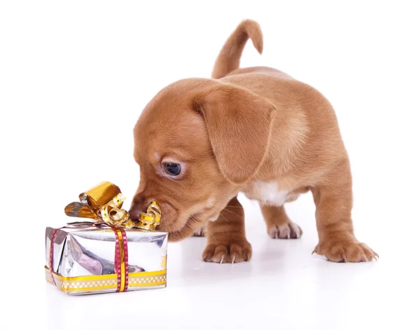 ダックスフンド子犬と新年の贈り物 — ストック写真