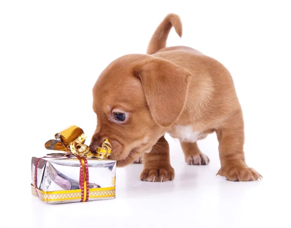 English Bulldog and chess Stock Photo by ©Lilun_Li 9381011