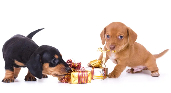Dachshund puppies and New Year gift — Stock Photo, Image