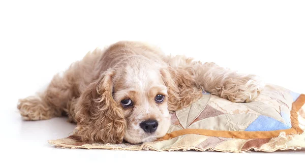 アメリカのコッカー spaniel 犬の子犬 — ストック写真