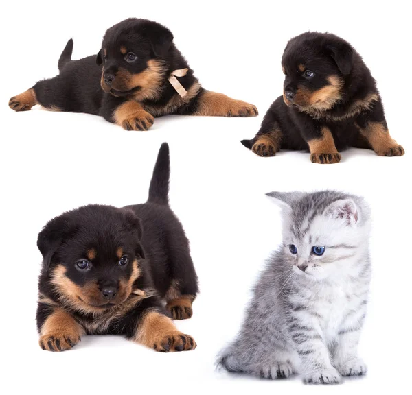 Rottweiler Chiot Chaton Race Pure — Photo