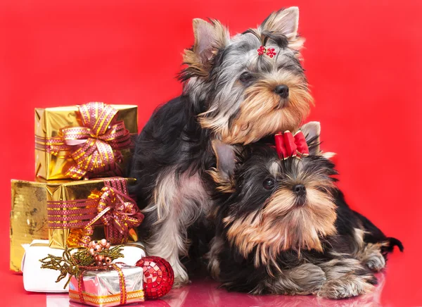 Puppy Yorkshire Terrier Fiolet Background — Stock Photo, Image