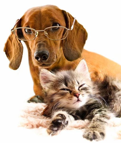 Dachshund perro y gatito — Foto de Stock