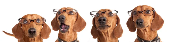 Έξυπνο Σκυλί Είδος Γερμανικού Κυνηγετικού Σκύλου Ποτήρια — Φωτογραφία Αρχείου