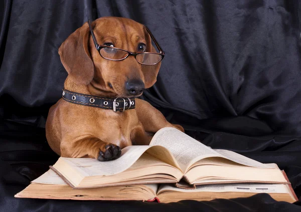 Clever dog in glasses — Stock Photo, Image