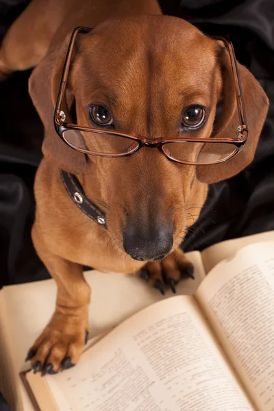Умная собака в очках — стоковое фото