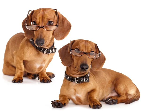 メガネで利口な犬のダックスフント — ストック写真