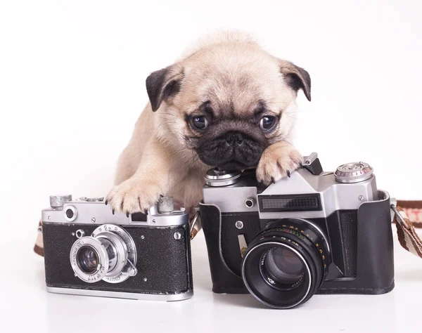 stock image Pug purebred