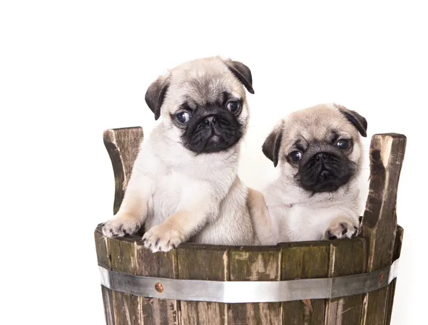 Pug Purebred Puppy Old Tub — Stock Photo, Image