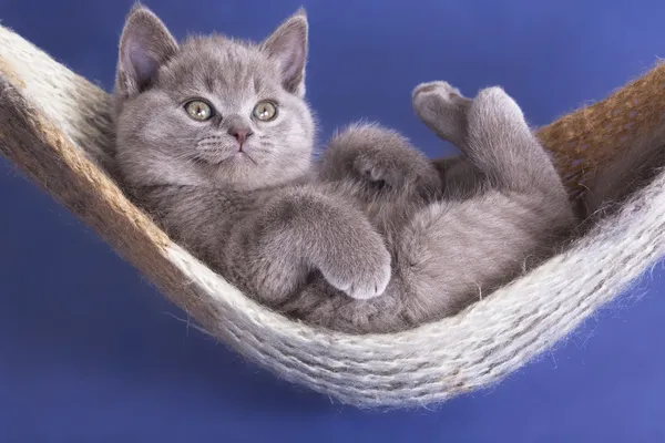 Бритский котенок — стоковое фото
