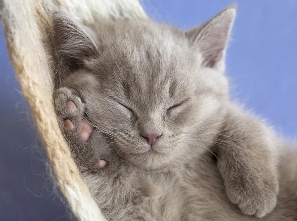 Gatito dormido — Foto de Stock