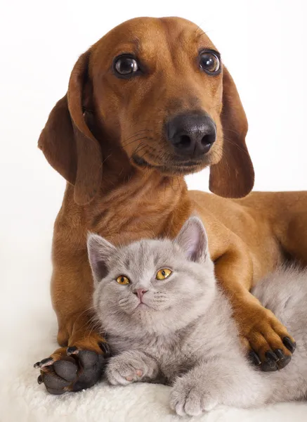 Katt och hund — Stockfoto
