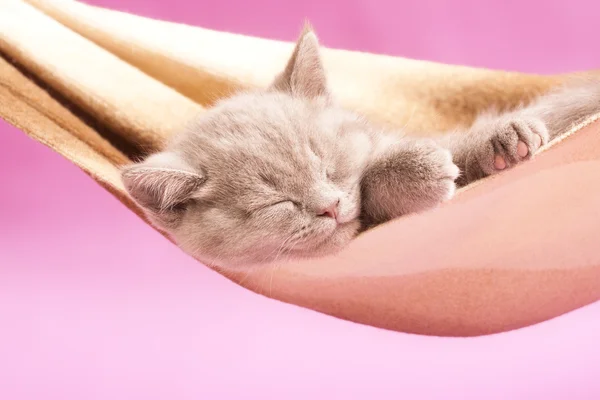 熟睡的小猫 — 图库照片