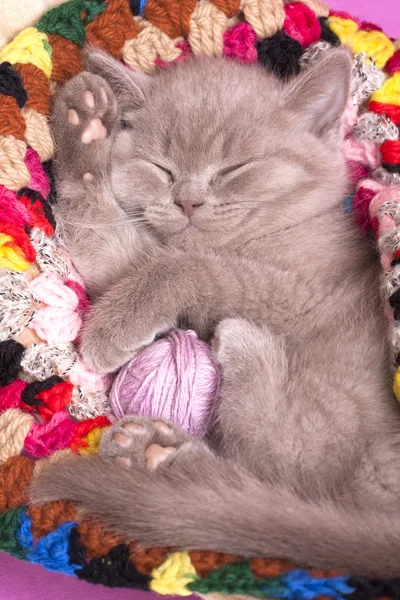 Britsh kitten — Stock Photo, Image