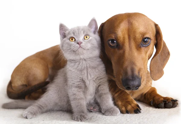 Gato y perro Imágenes de stock libres de derechos