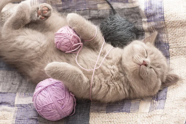 熟睡的小猫 免版税图库图片