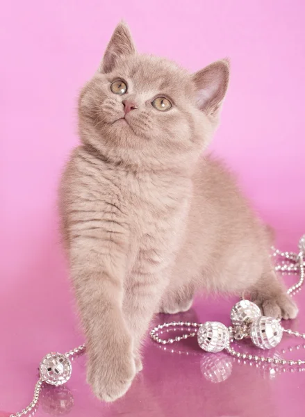 ブリティッシュ子猫の珍しい色 (ライラック) — ストック写真