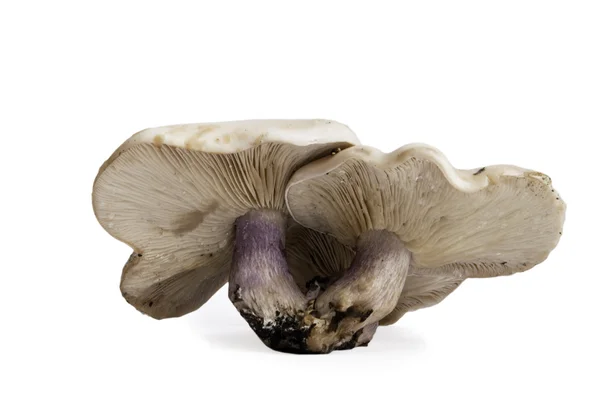 Alguns cogumelos — Fotografia de Stock