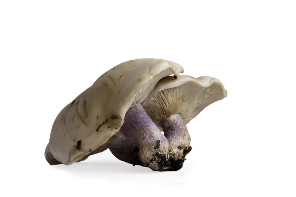 몇 가지 버섯 — 스톡 사진