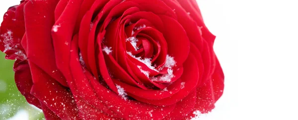 Red Rose Snow — Stock Photo, Image