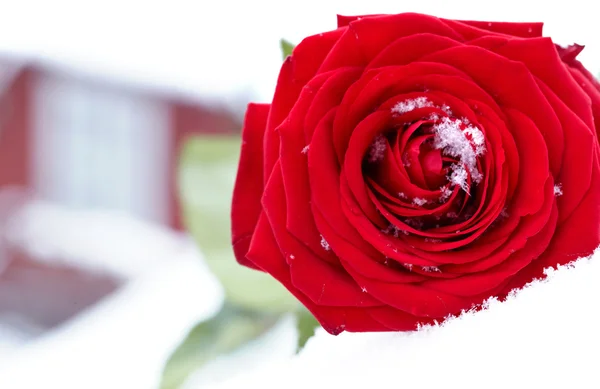 Rosa Roja Nieve — Foto de Stock