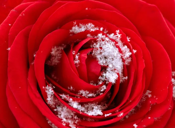 Κόκκινο Τριαντάφυλλο Στο Χιόνι — Φωτογραφία Αρχείου