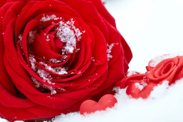 Rosa Rossa Sulla Neve — Foto Stock