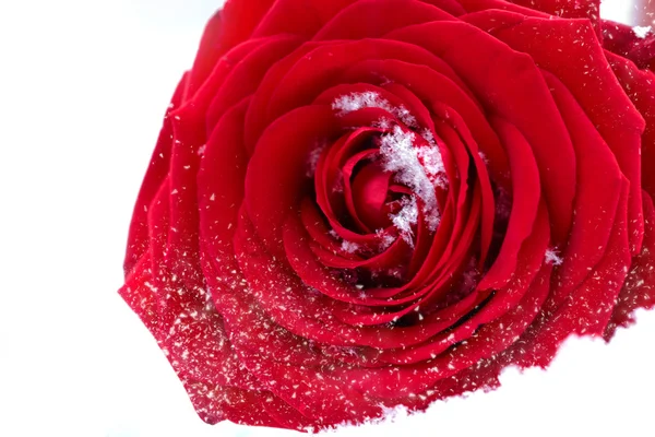 Κατεψυγμένο Κόκκινο Τριαντάφυλλο Λευκό Πάγο Ροδοπέταλα Μικρούς Κρυστάλλους Πάγου Που — Φωτογραφία Αρχείου
