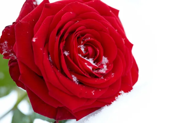 Rosa vermelha congelada em geada branca. Pétalas de rosa em cristal de gelo pequeno — Fotografia de Stock
