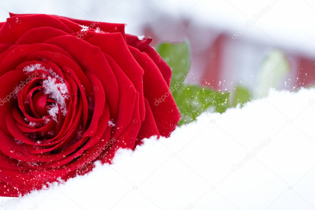 Frozen red rose in white frost. Rose petals in small ice crystal ...