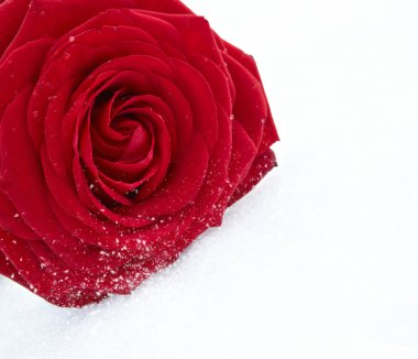 Frozen red rose in white frost. clipart