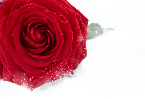 Rosa Rossa Congelata Nel Gelo Bianco — Foto Stock
