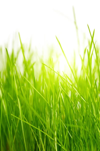 Gras achtergrond — Stockfoto