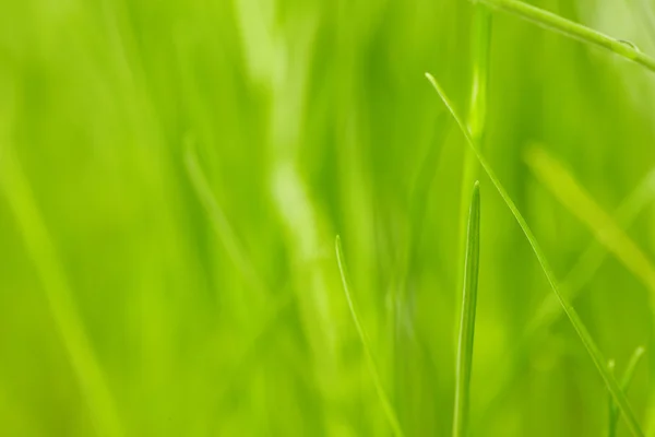 Fresh green grass background — Stock Photo, Image