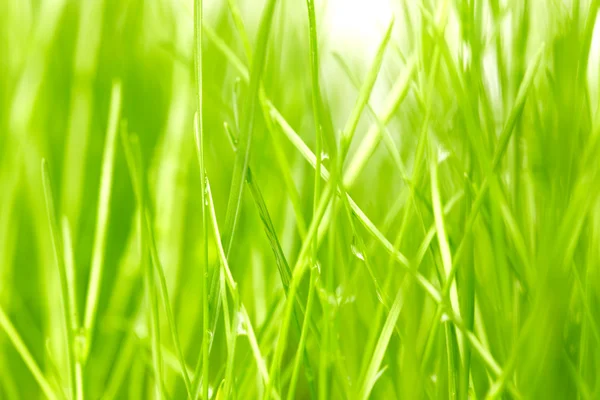 Färskt grönt gräs bakgrund — Stockfoto