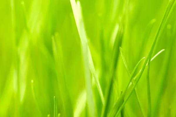 Taze yeşil çimen arka planı — Stok fotoğraf