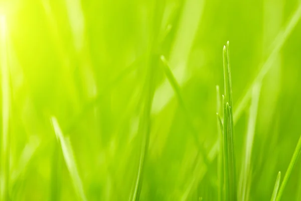 Fondo de hierba verde fresca —  Fotos de Stock