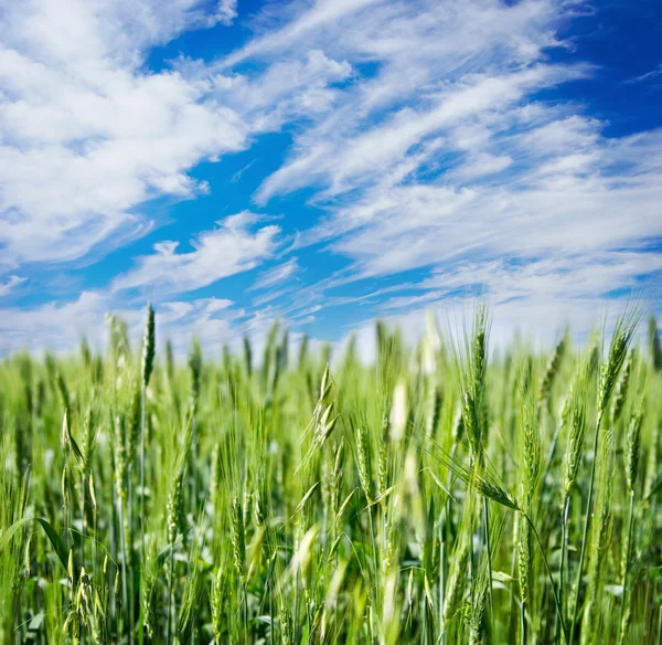 stock image Field of rye and cloudy sky