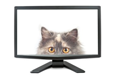 Monitor and cat clipart