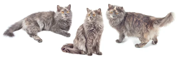 Cat in different poses. — Stock Photo, Image