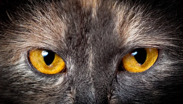 Cat eyes.