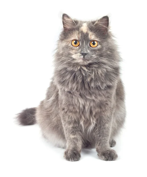 Серый кот . — стоковое фото